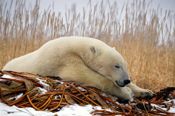 The white bear is resting before hunting