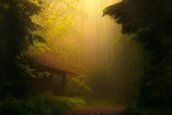 Alba nebbiosa nella capanna della foresta