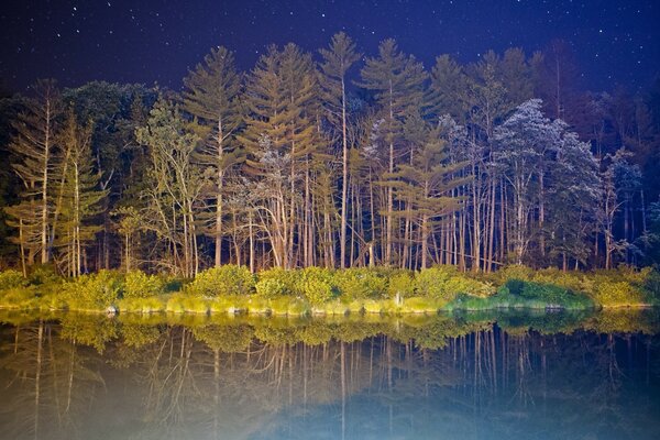 Night forest in the reflection of the lake