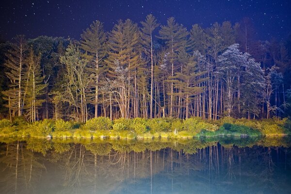 Forêt de nuit dans le reflet du lac