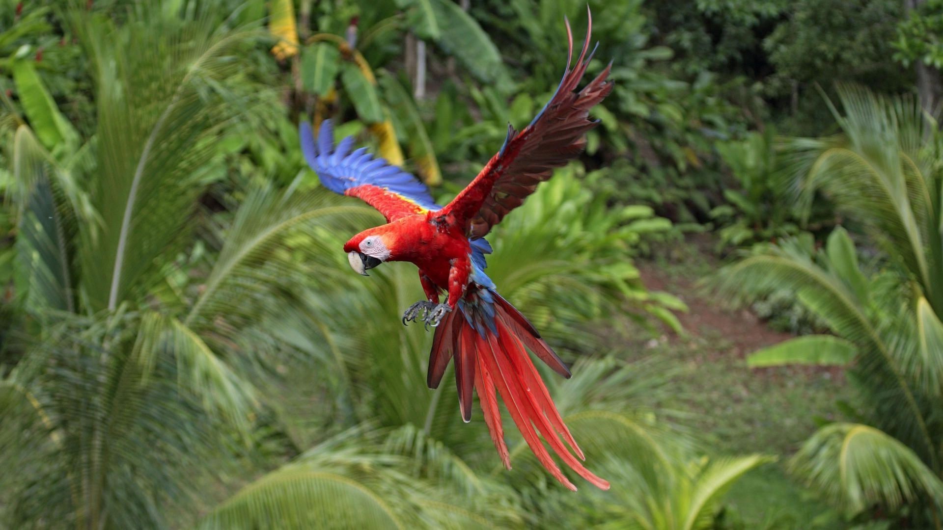 animaux nature oiseau tropical à l extérieur perroquet exotique sauvage la faune plume couleur forêt tropicale lumineux