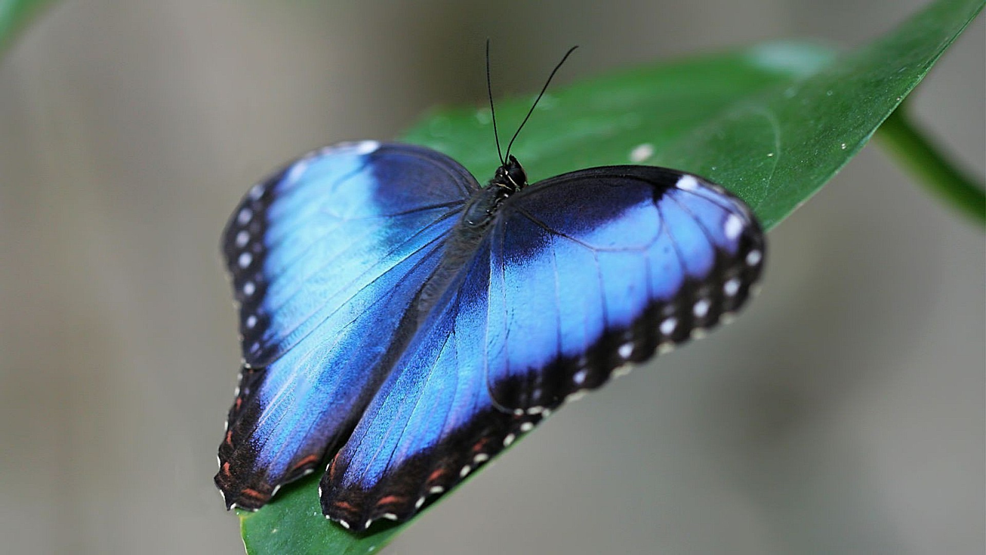 insetos borboleta inseto natureza vida selvagem invertebrados asa verão animal ao ar livre voar mariposa biologia delicado folha lepidoptera antena bonita voo monarca