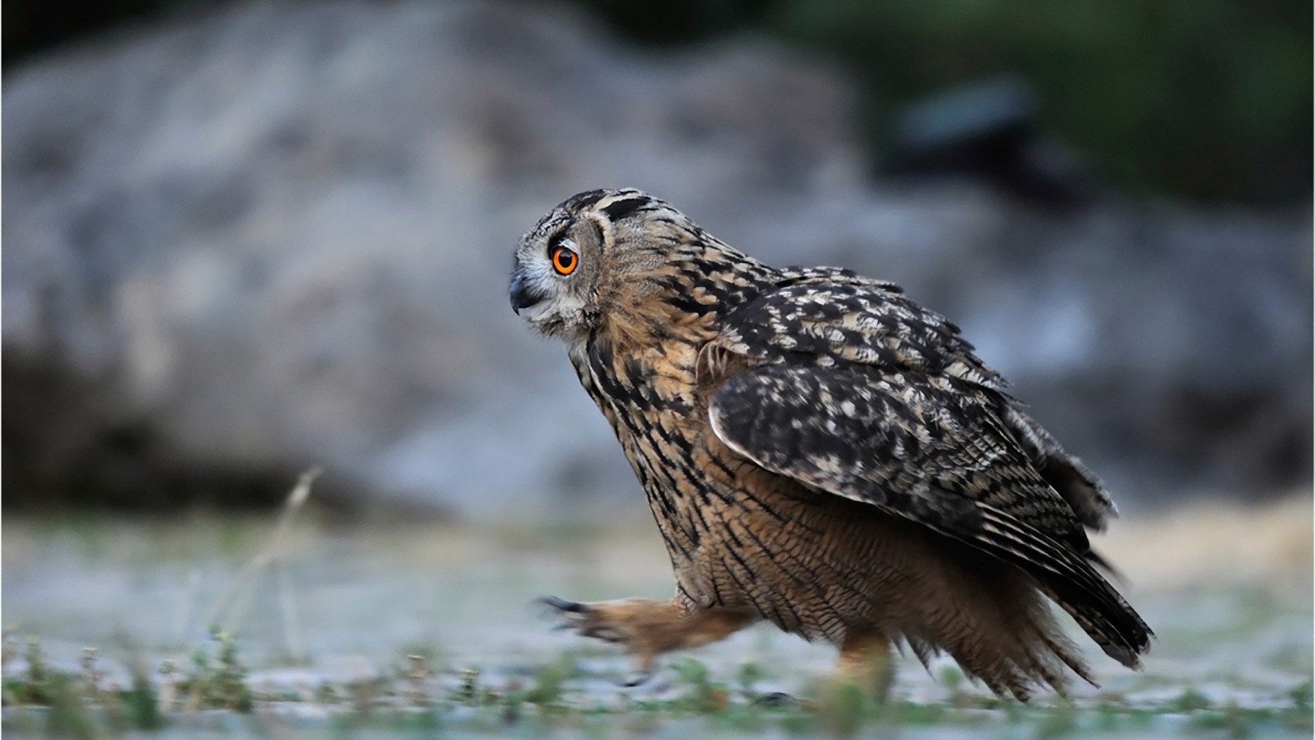 animais pássaro vida selvagem animal selvagem natureza bico raptor pena avian asa ao ar livre presa predador coruja