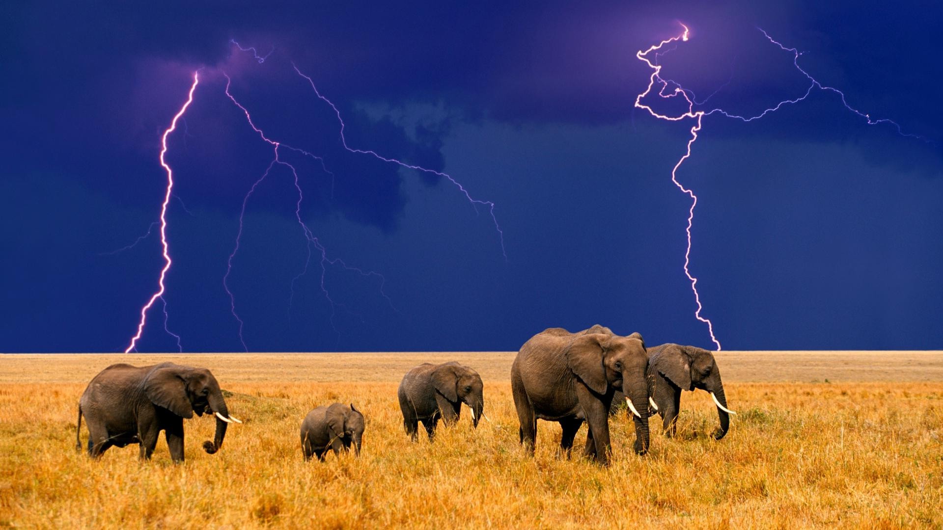 éléphants mammifère éléphant faune pâturages éléphant d afrique savane nature coucher de soleil safari en plein air soir