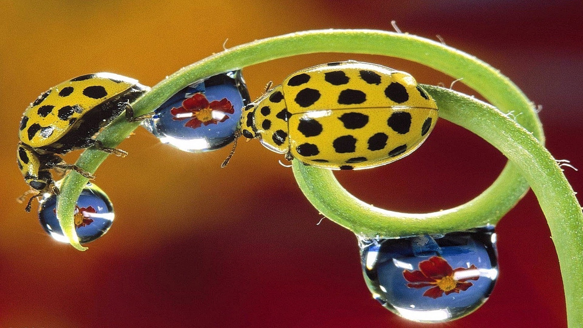 kropelki i woda owad natura biedronka biologia chrząszcz na zewnątrz bezkręgowce liść mało lato jeden jasny