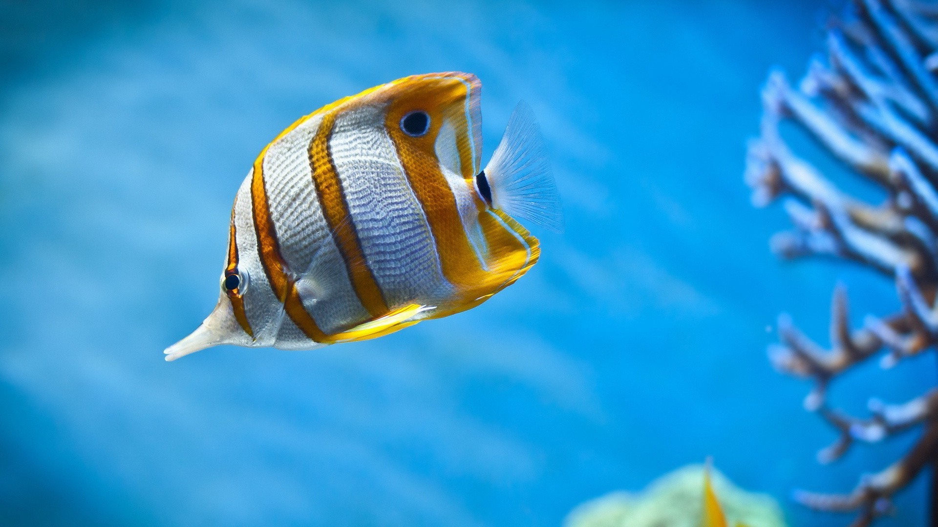 animaux sous-marin poissons eau natation océan mer aquarium tropical turquoise la faune plongée nature voyage marine à l extérieur un