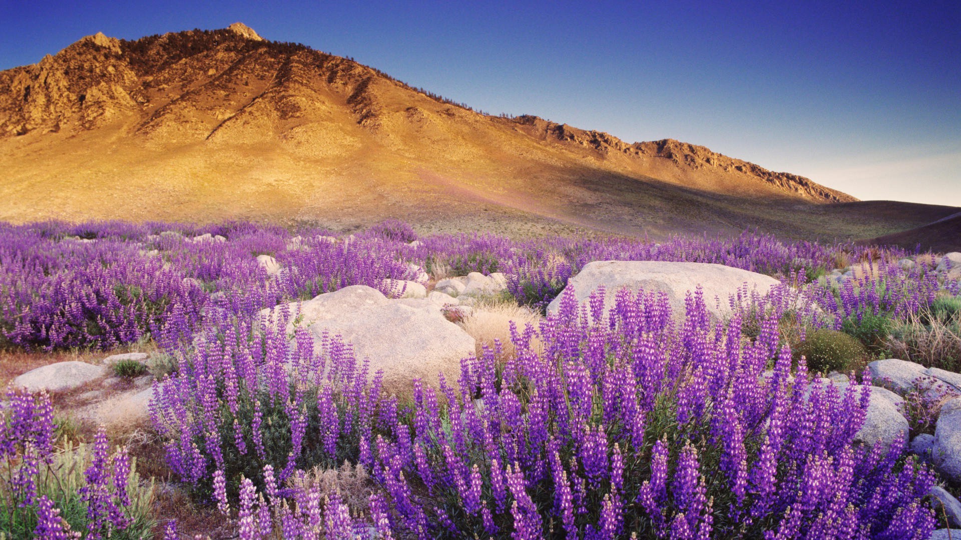 mountains landscape nature flower outdoors scenic lupine flora summer sky field travel wild lavender color sunset dawn