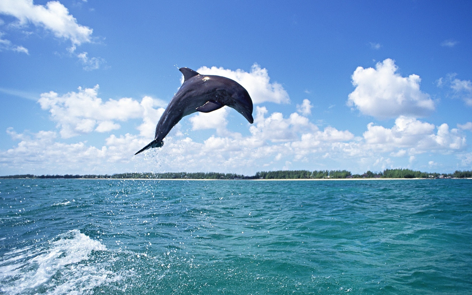 Дельфин прыжок волна бесплатно