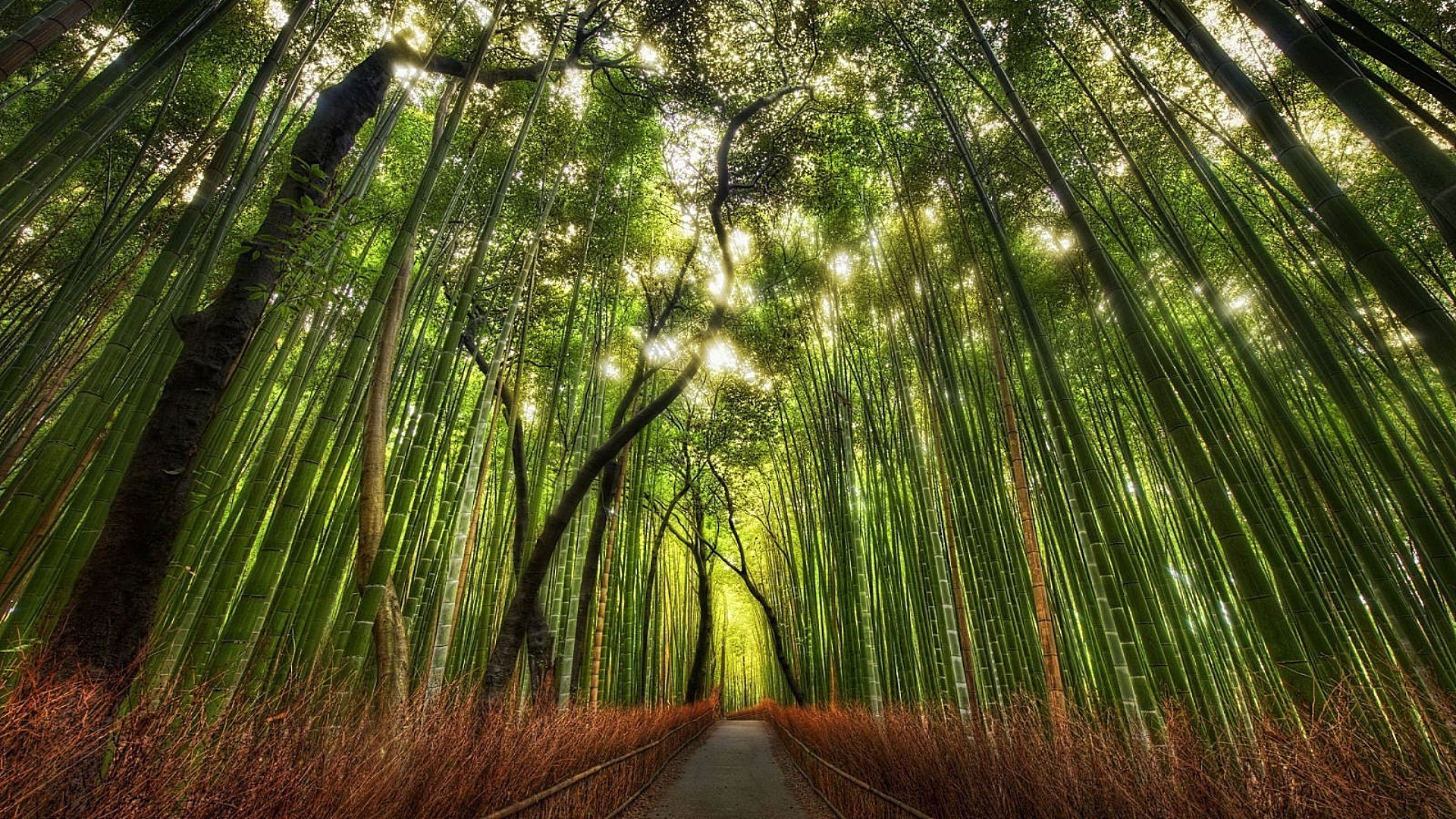 wald natur holz holz blatt flora tropisch dschungel sonne üppig licht umwelt gutes wetter bambus sommer landschaft park aufstieg dämmerung sanbim regenwald