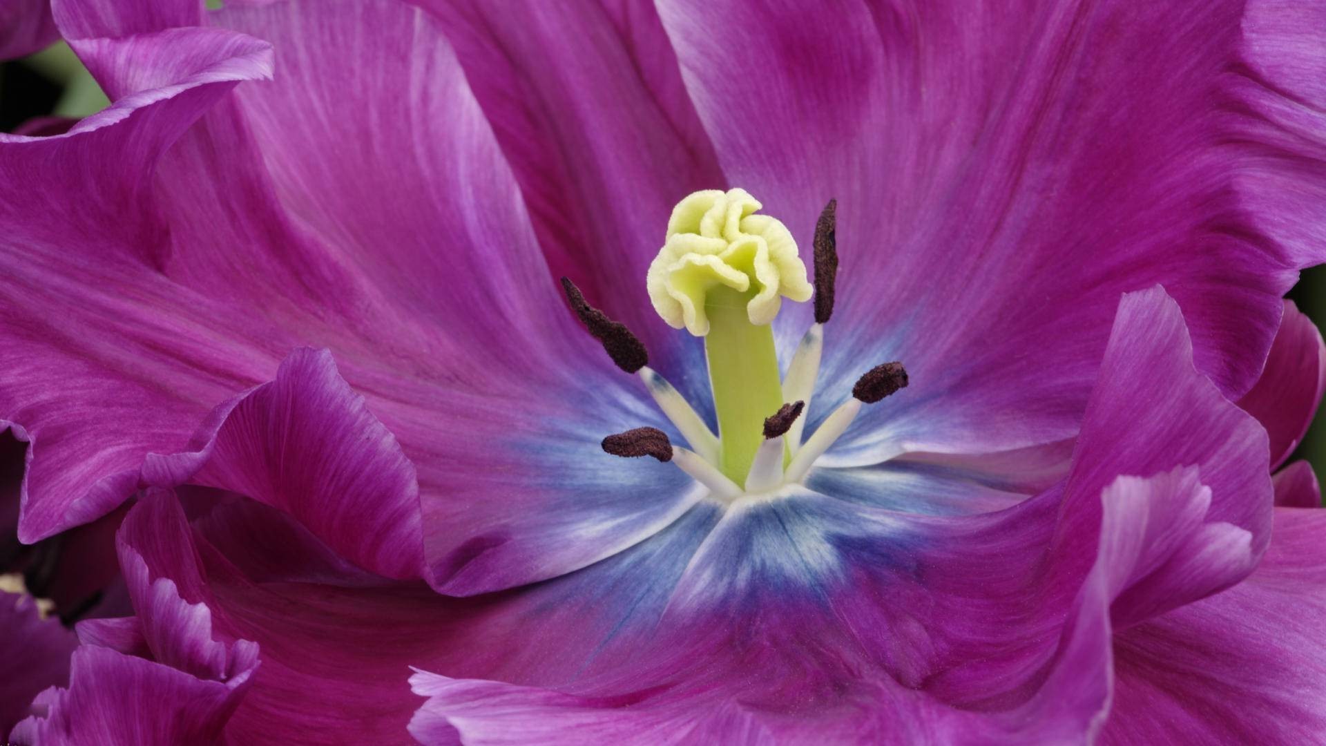 blumen blume natur farbe flora schön hell blumen blütenblatt garten blühen