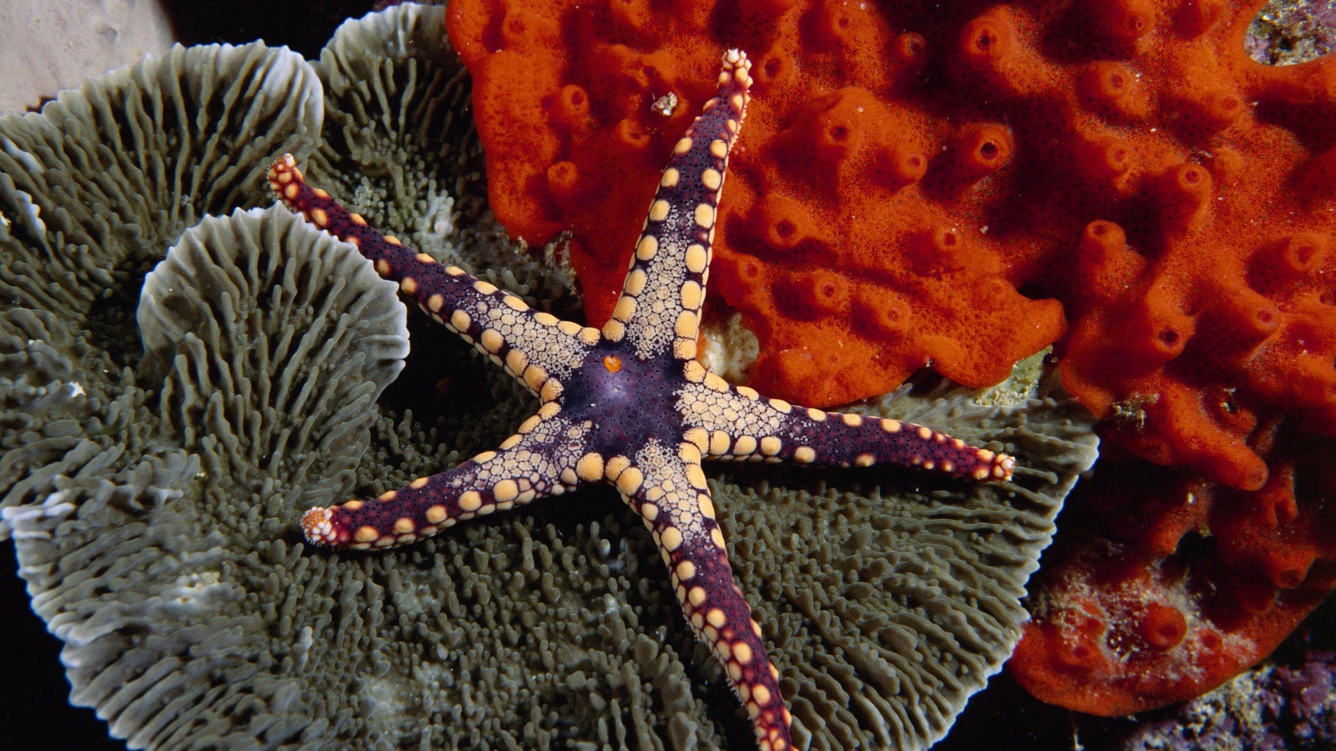 animali invertebrati sott acqua echinodermi stelle marine corallo pesce biologia oceano barriera corallina mare molluschi tropicale spugna mare immersioni sottomarino esotico natura fauna selvatica