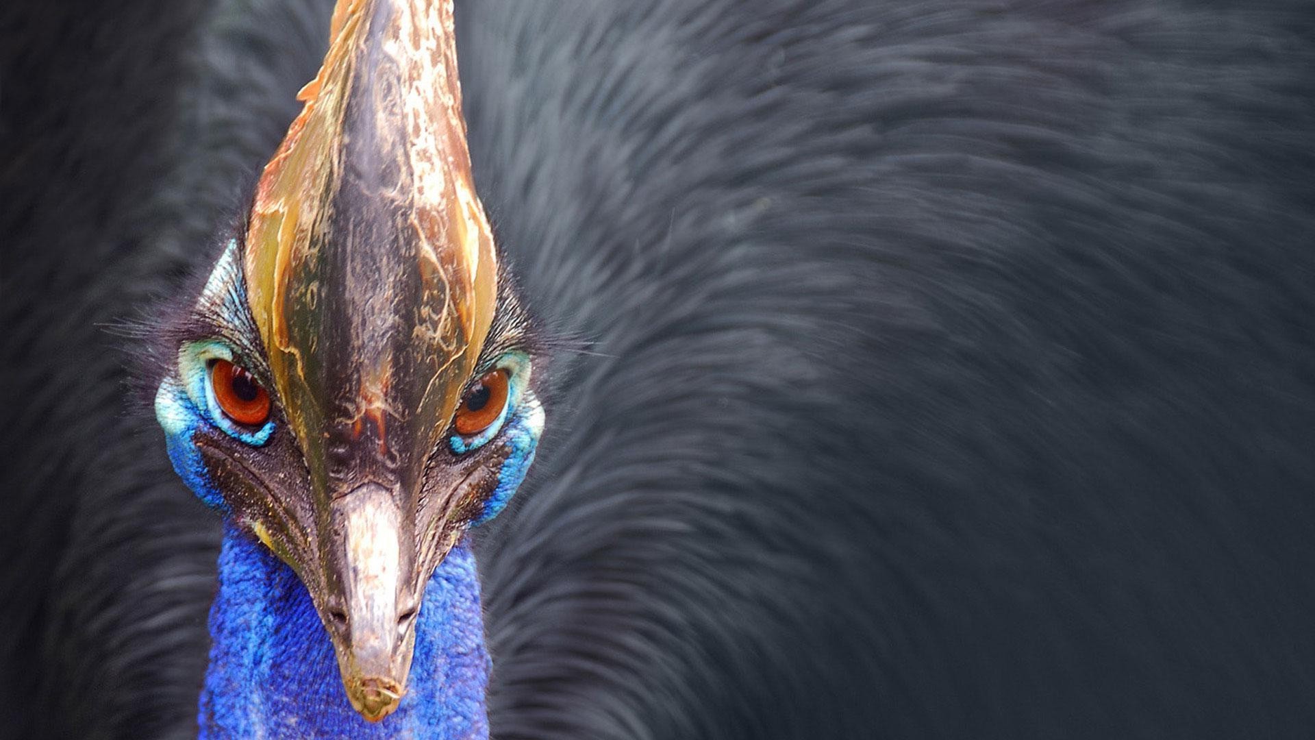 tiere vogel natur tierwelt feder vögel im freien hals tier schnabel porträt kopf einzelne farbe