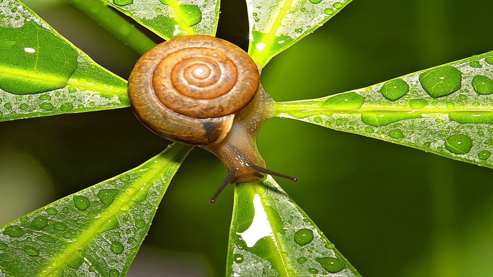 insetti lumaca giardino viscido lento gasteropode natura foglia elica bagnato molluschi lumaca flora invertebrati melma rugiada pioggia spirale insetto conchiglia