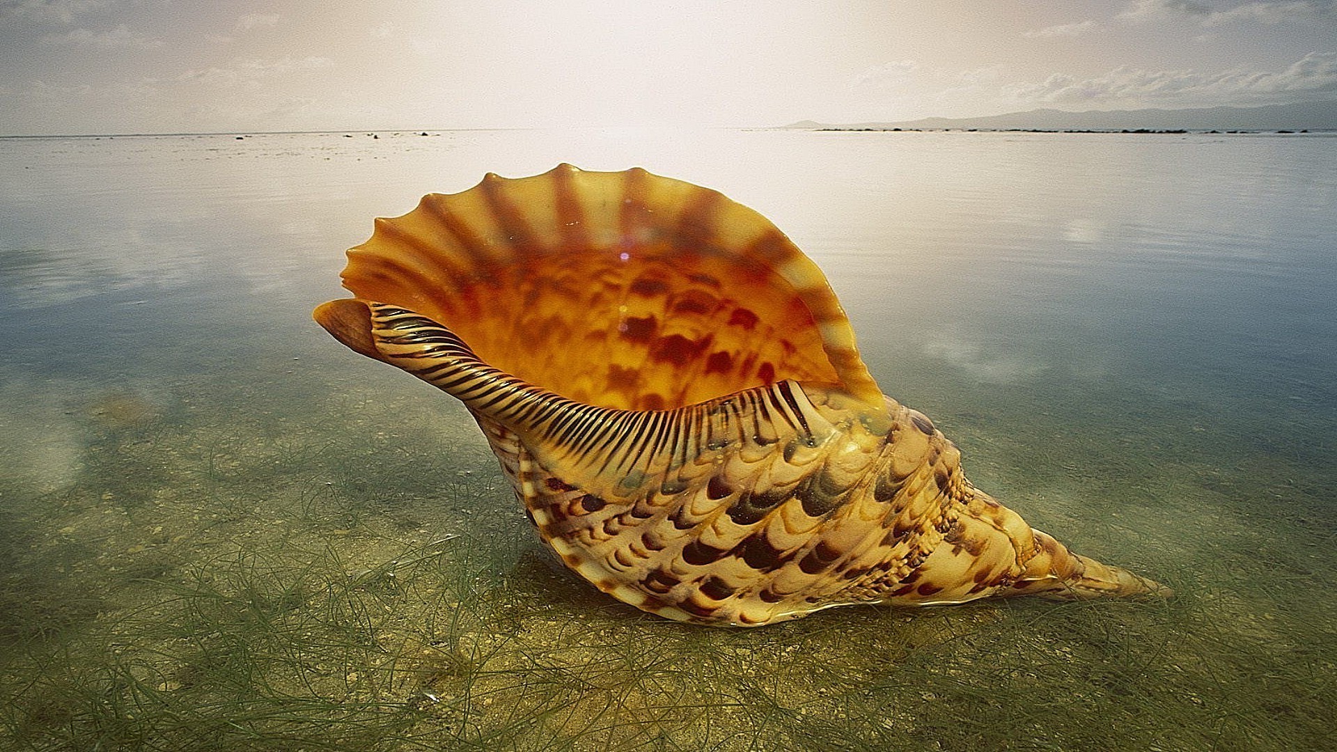 itens mar água oceano praia mares debaixo d água viagens natureza moluscos tropical invertebrados verão ao ar livre concha conchas sol cor