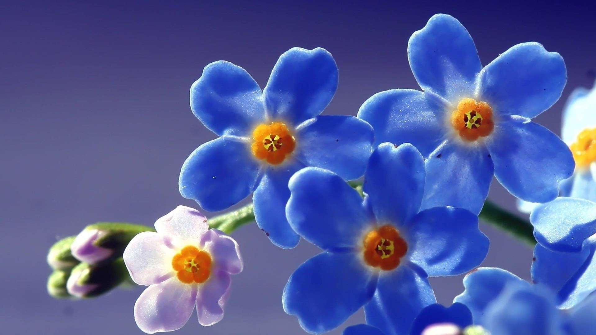 花 花 自然 植物 花瓣 明亮 夏天 花 盛开 颜色 生长