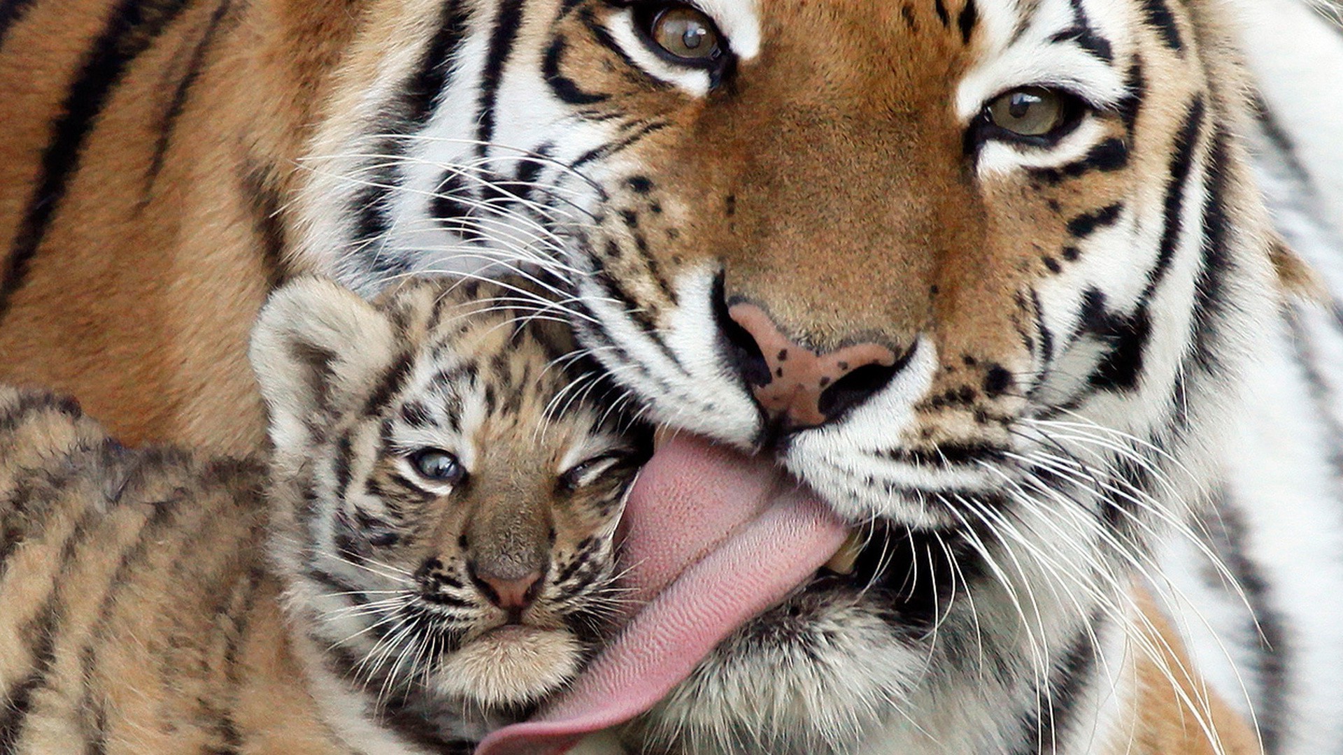 tygrysy kot tygrys przyroda syberyjski drapieżnik zwierzę tygrys mięsożerca dżungla ssak futro zoo tygrysica safari pasek myśliwy duży pantera porywczy patrząc