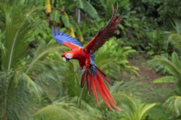 A tropical paradise for a beautiful parrot