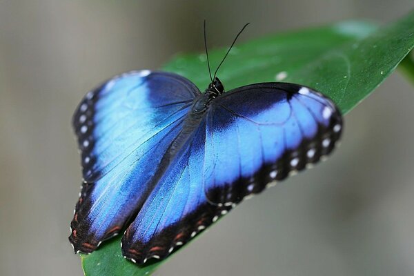 Nature blue butterfly on a green leaf