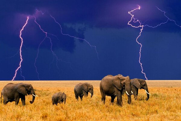 Famille d éléphants dans la savane lors d un orage approchant