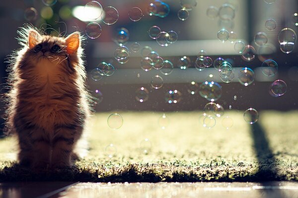 Kitten looks at soap bubbles