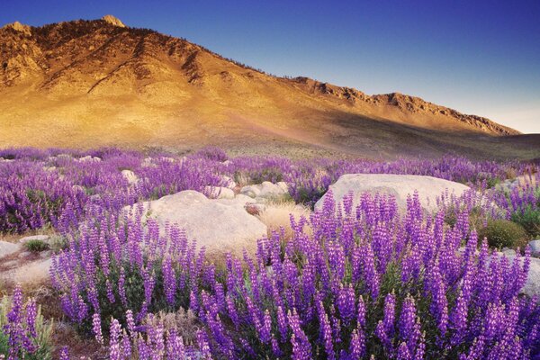 Blumenfeld und braune Berge