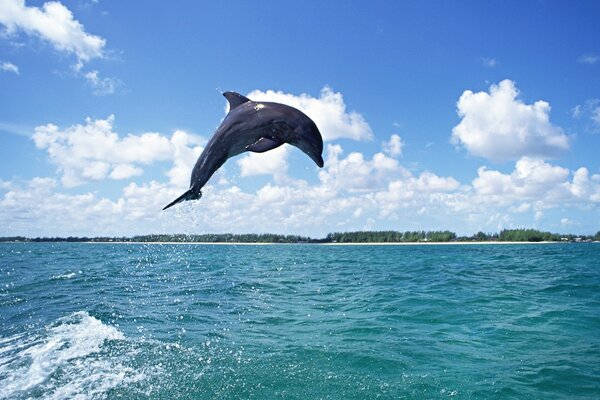 Delfino di salto in alto dall acqua