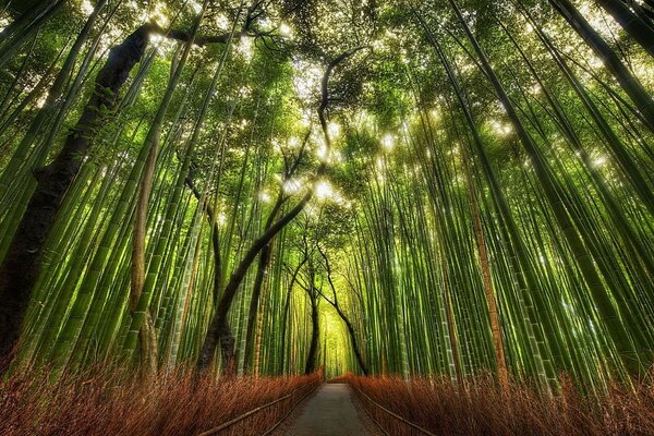 Bambuswälder Asiens. Der Weg durch den Wald