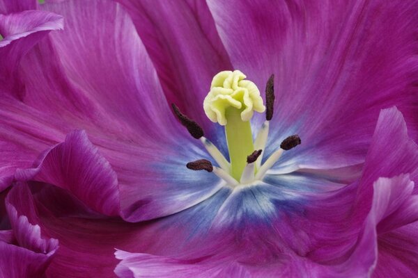 Blühende rosa schöne Blume