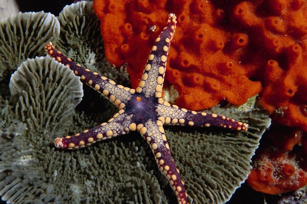 Invertebrates underwater animals of echinoderms