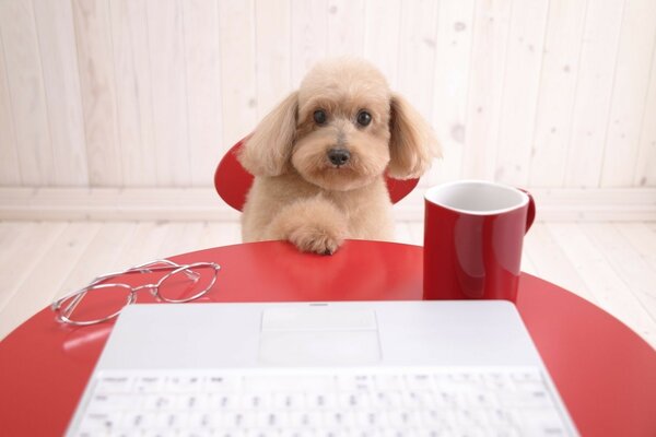 Lockiger Hund mit einer Tasse Kaffee auf einem Laptop