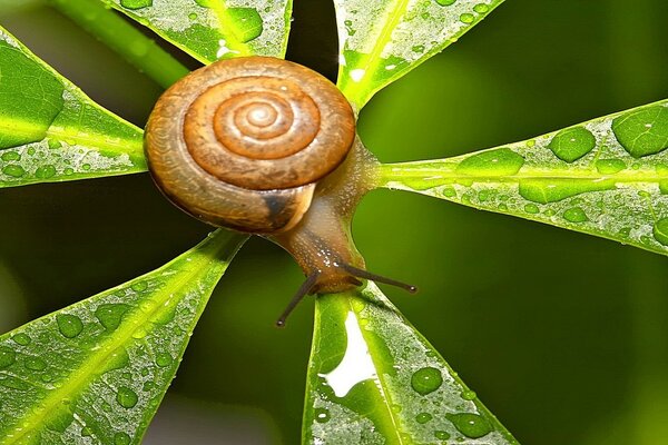 The snail is slowly approaching its target