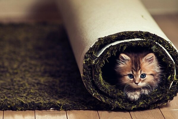 Cute kitten warmed up in the rug