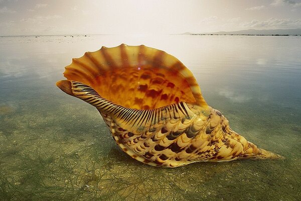 Bella conchiglia sulla superficie piana del mare