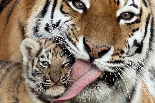 Schöne Tigerin leckt ein Tigermädchen