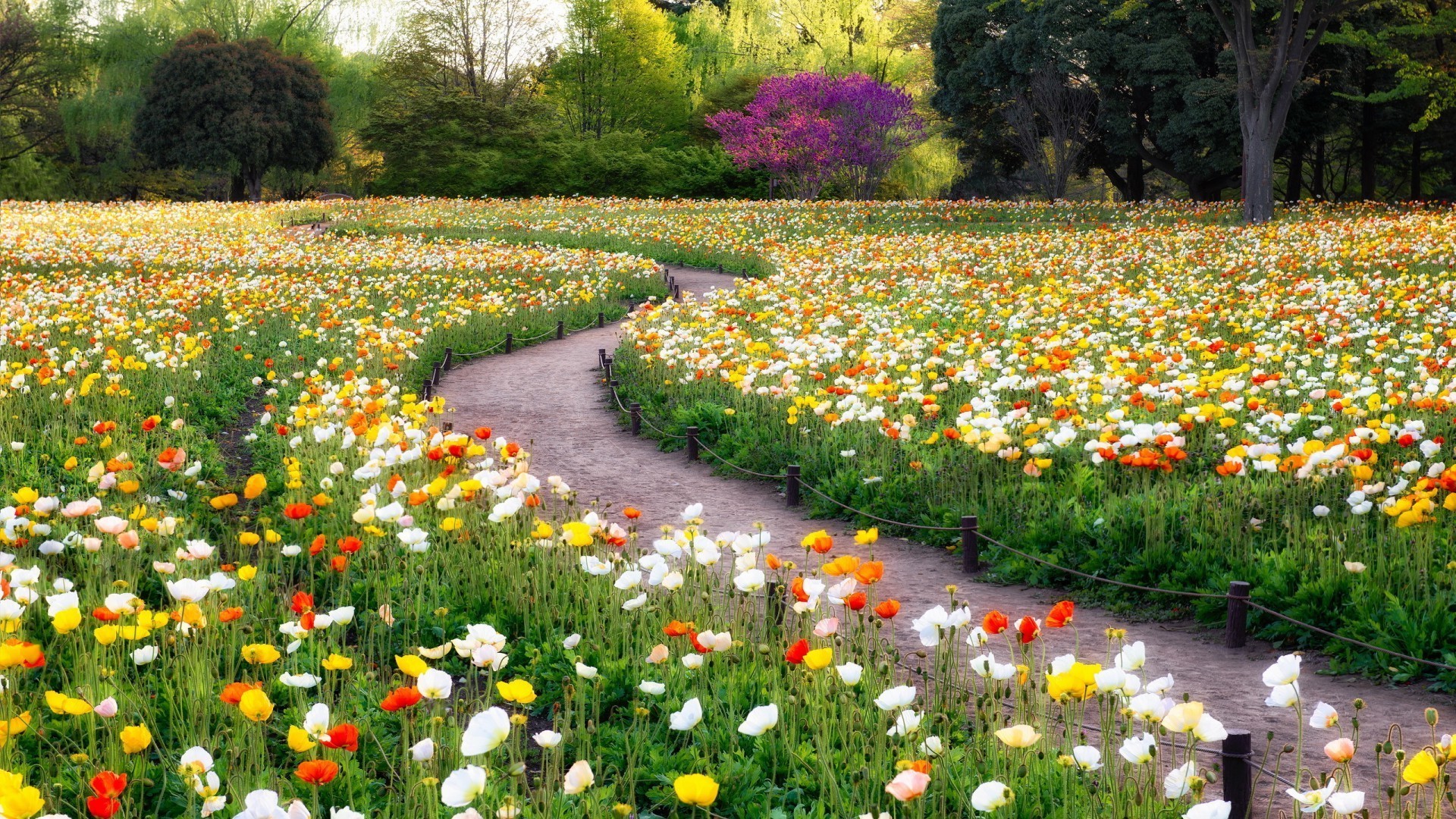 champ de fleurs fleur jardin herbe feuille bluming nature flore saison à l extérieur parc champ floral été tulipe foin pétale couleur paysage pelouse