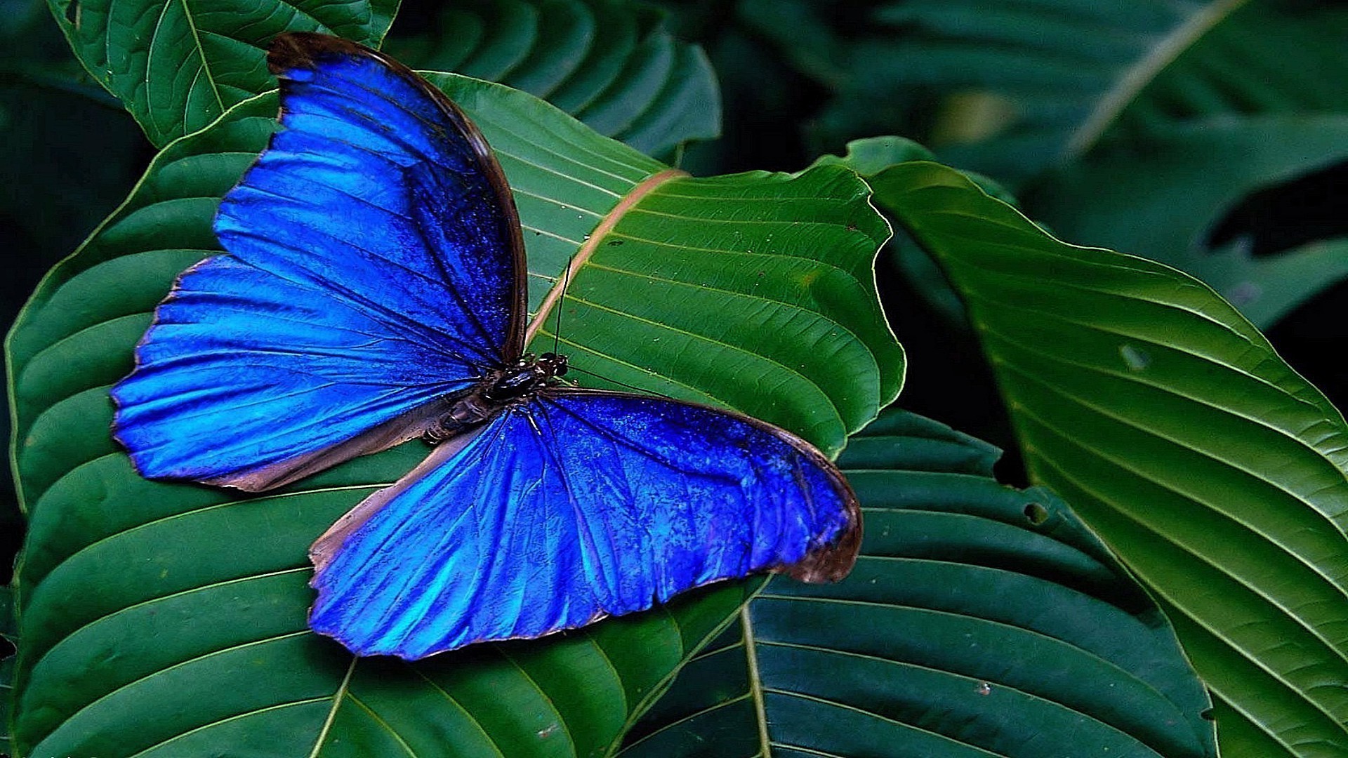 farfalla natura foglia tropicale estate flora esotico colore vivid giardino all aperto fiore bella