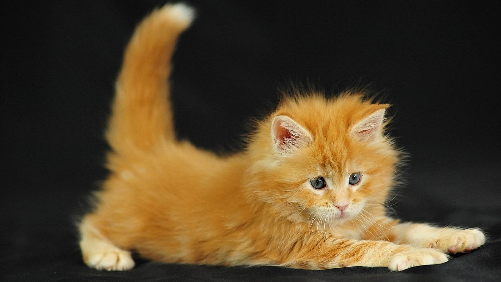 gatos gato mamífero pele fofa animal de estimação gatinho retrato animal olho para baixo solteiro pequeno