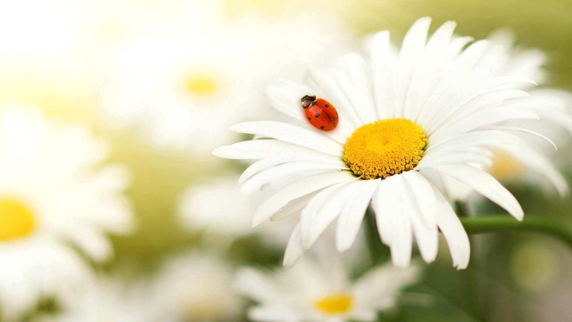 böcekler doğa çiçek yaz flora bahçe papatyalar yaprak alan büyüme parlak renk yakın çekim güzel hava sezon petal güzel