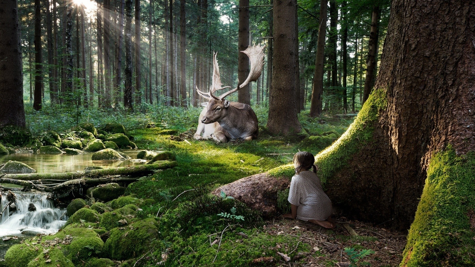 animaux magiques bois nature arbre parc à l extérieur sauvage cerf feuille paysage environnement automne eau