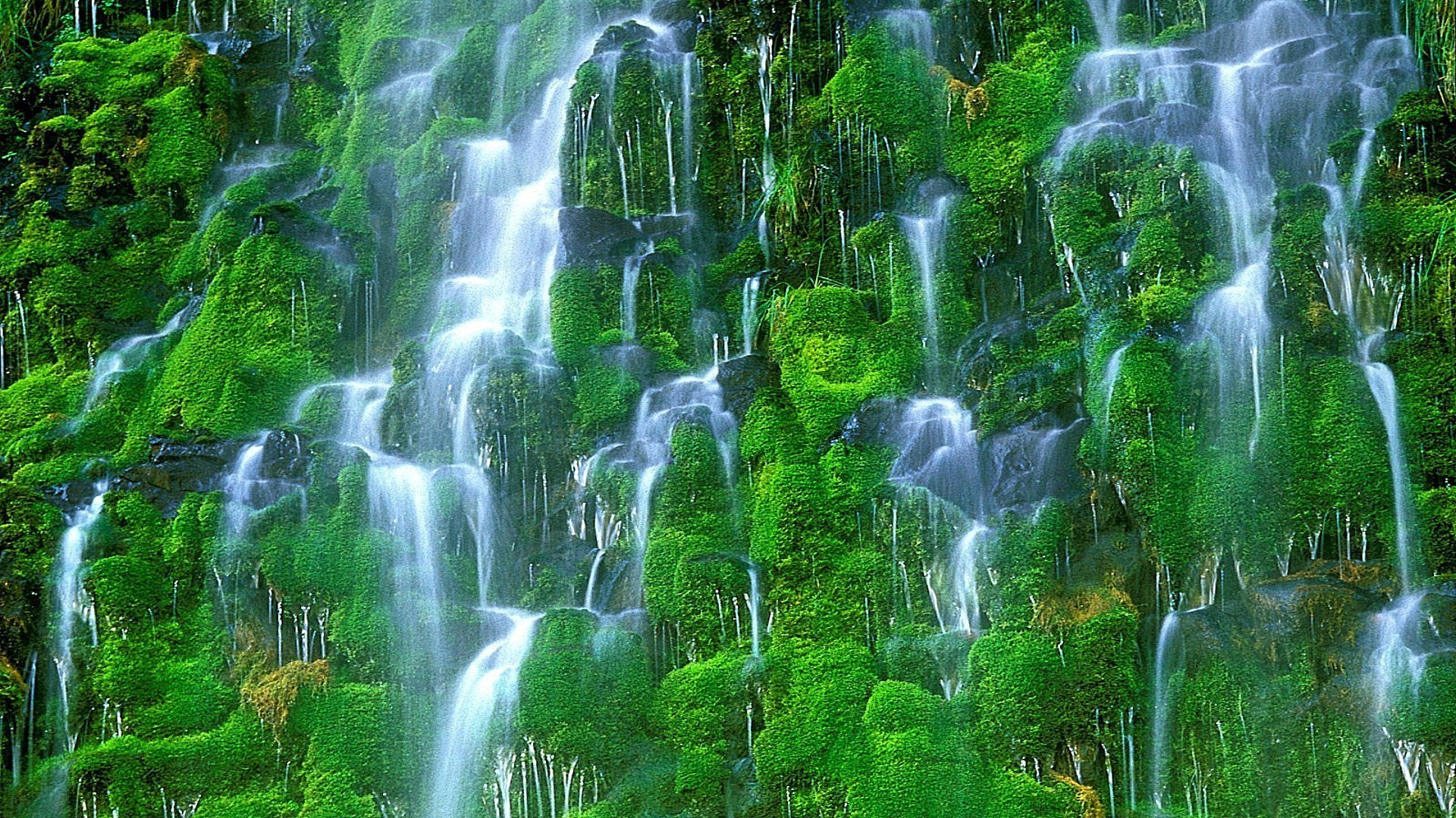 waterfalls nature waterfall wood water leaf wet lush moss summer purity environment cascade clean outdoors ecology tropical rock wild grass