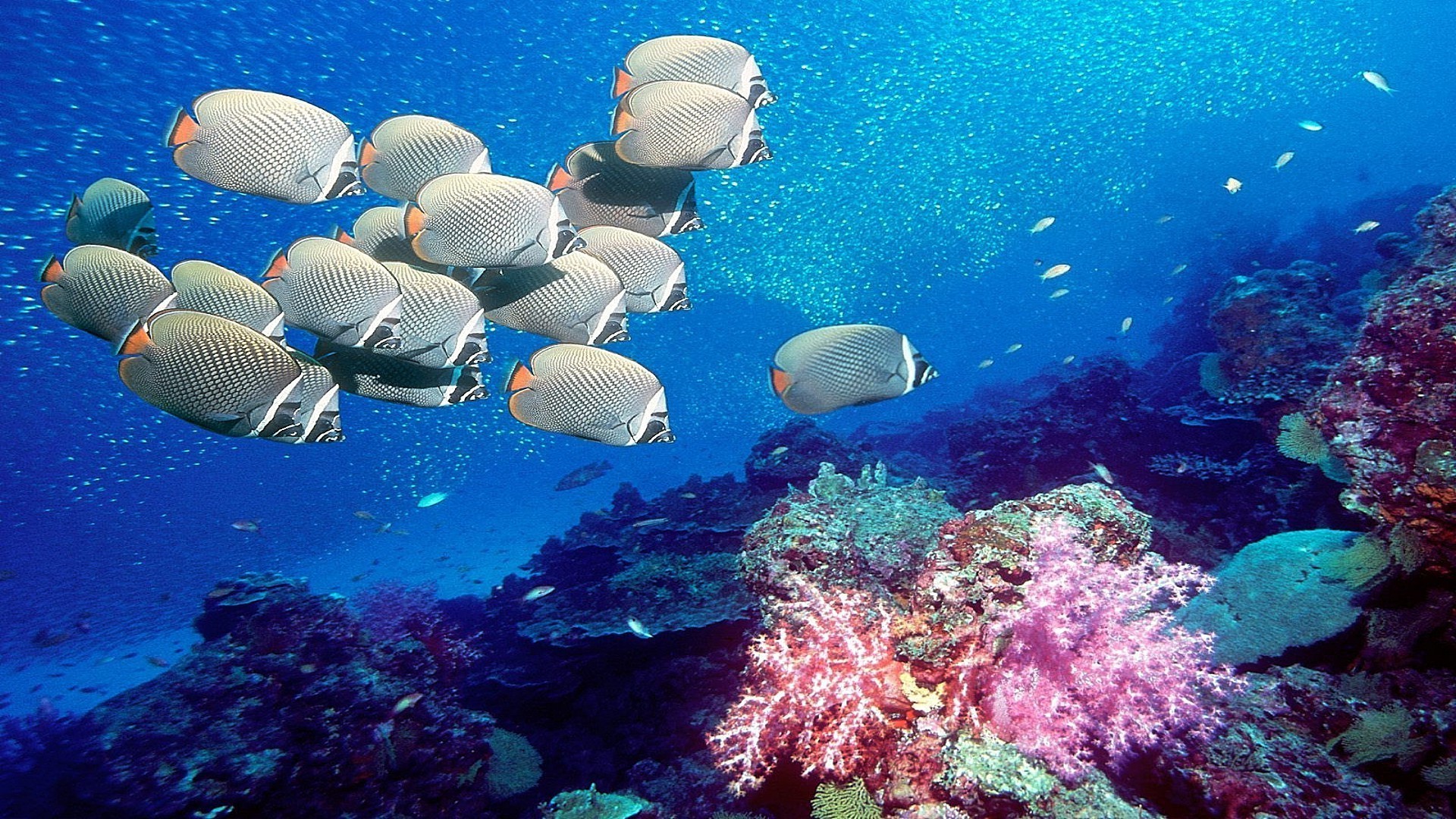 animales bajo el agua coral peces arrecife océano mar tropical agua buceo marina natación snorkel buceo paisaje invertebrados profundo acuario agua salada acuático submarino