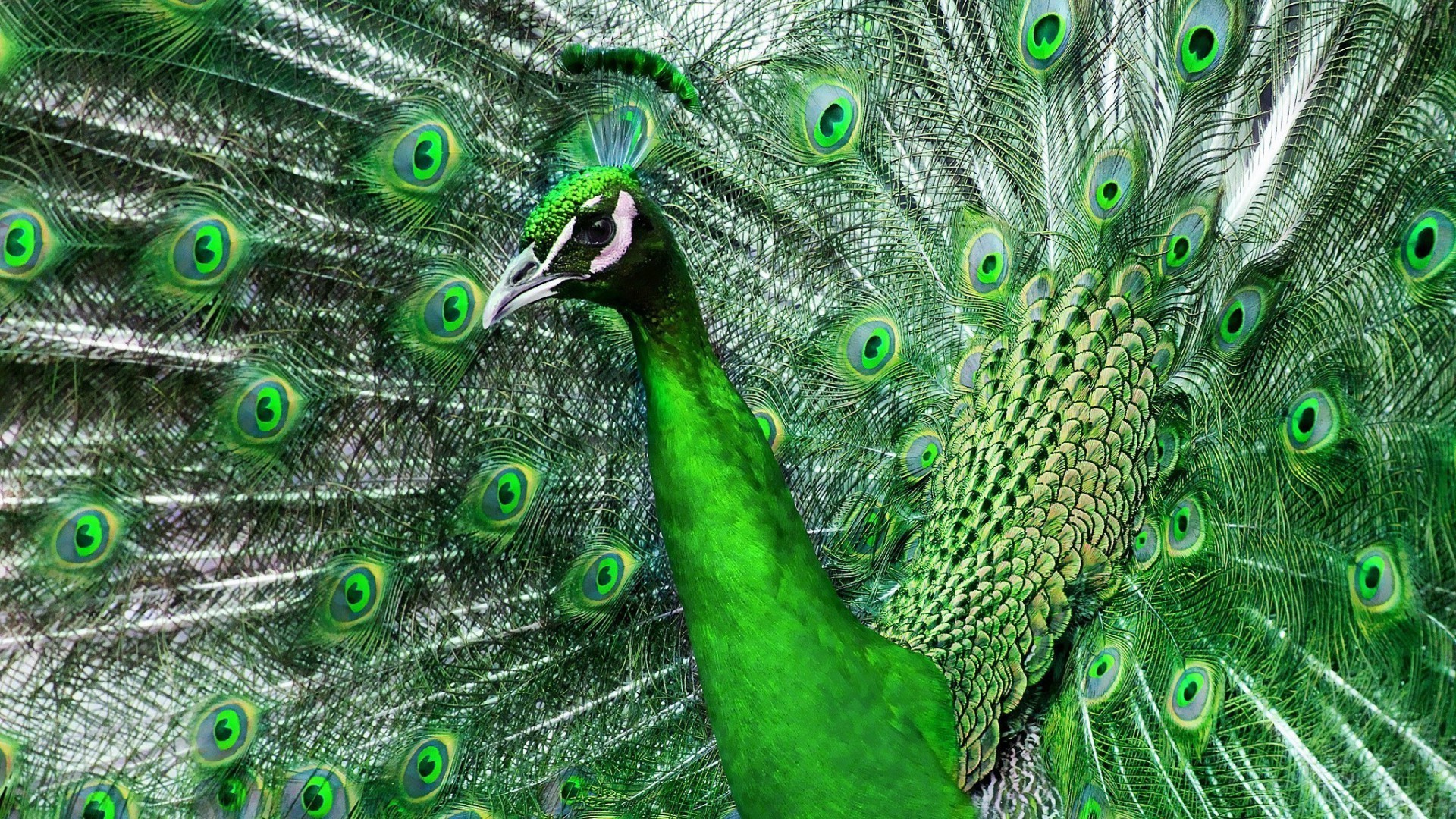 animales pavo real turquesa tropical pluma pájaro patrón naturaleza cola escritorio multi vivo pavo real color ritual vivo exposición zoológico cuello animal textura