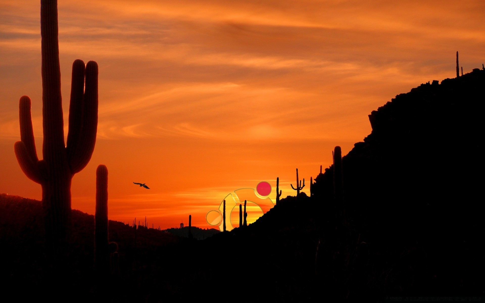 linux tramonto silhouette alba illuminato cactus sera crepuscolo sole cielo luce all aperto