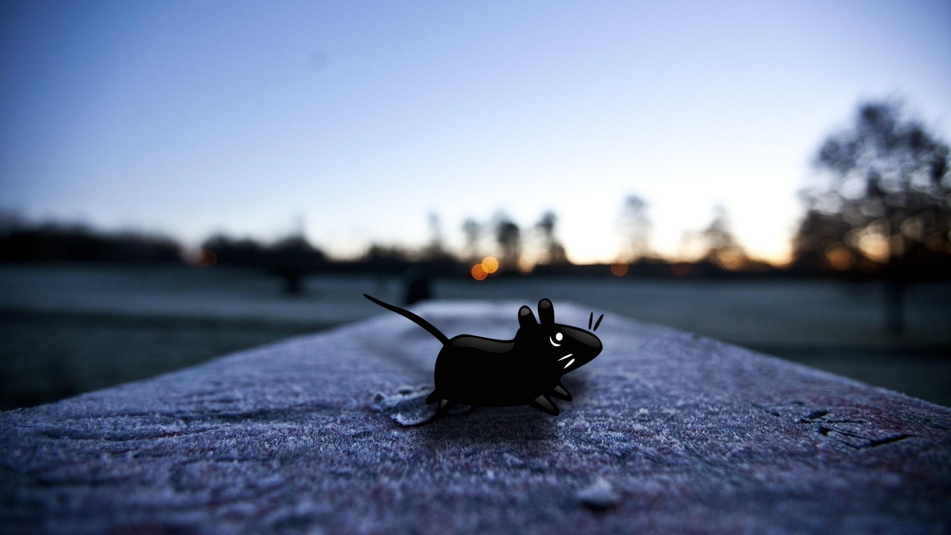 linux nature en plein air coucher de soleil hiver la faune été