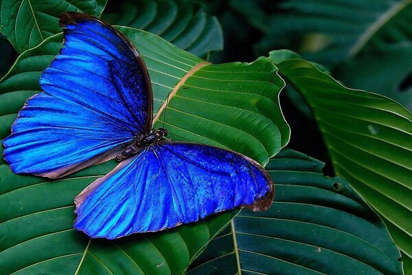 Unión en la naturaleza-mariposa en el follaje