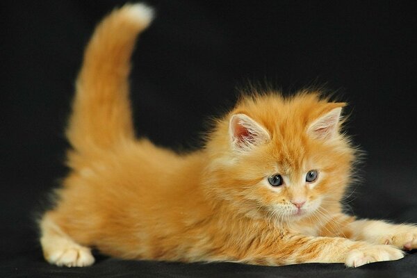 Mignon Rousse chaton est en train de siroter