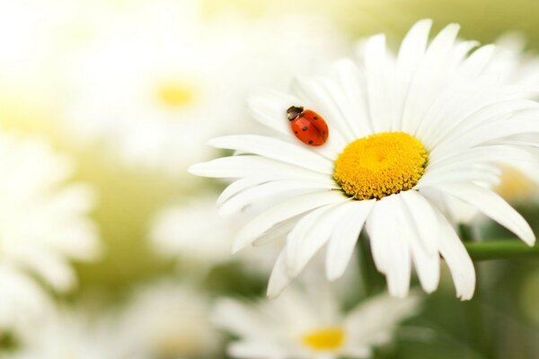 Ladybug on a white daisy