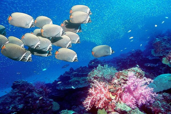 Underwater world in coral reefs