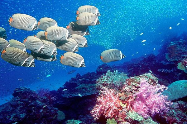 Подводный мир в коралловых рифах