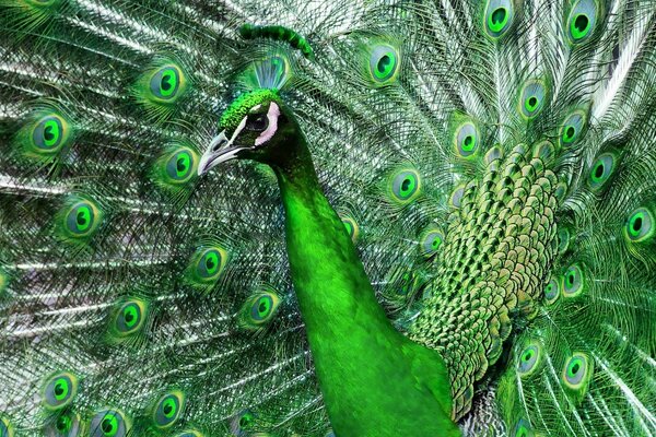 Foto de pavo real verde con cola en todo el marco